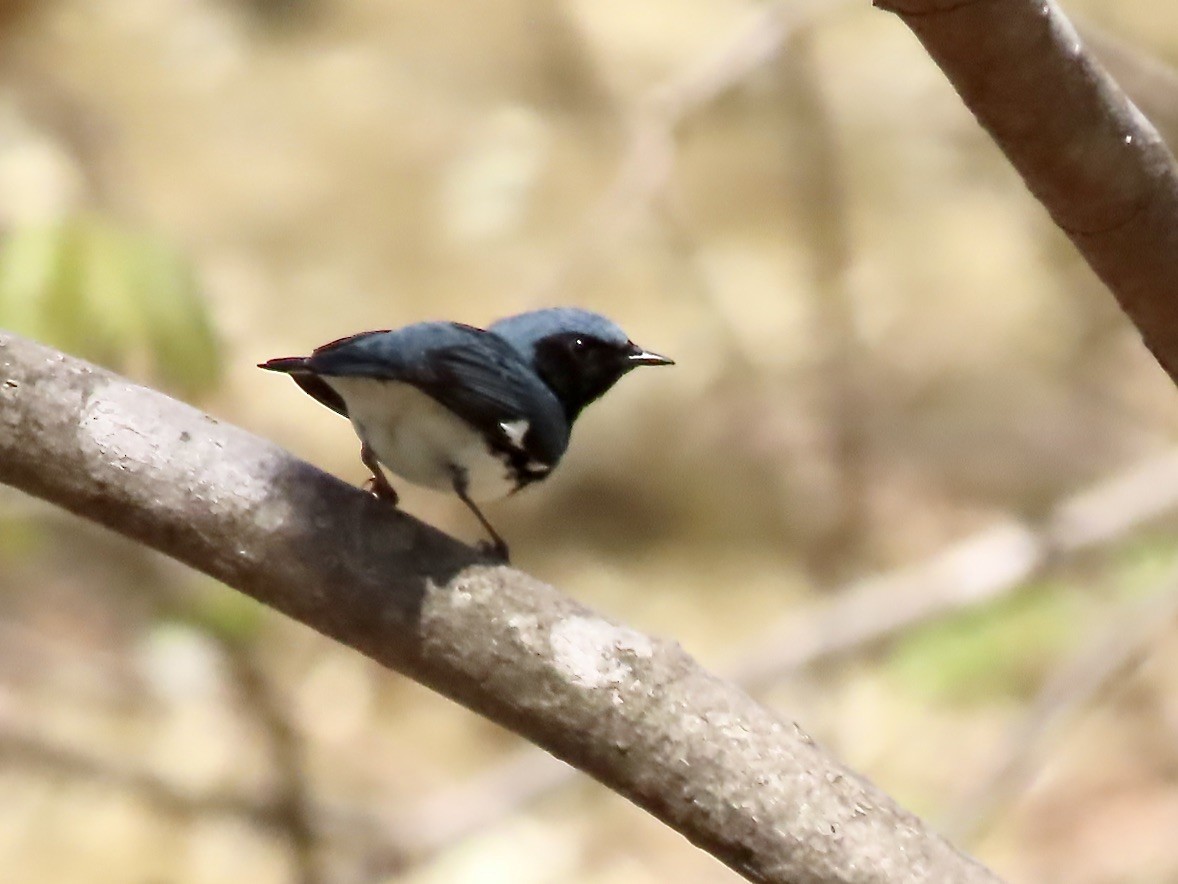 Black-throated Blue Warbler - ML618343740