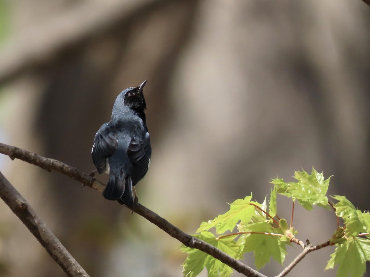 Black-throated Blue Warbler - ML618343741