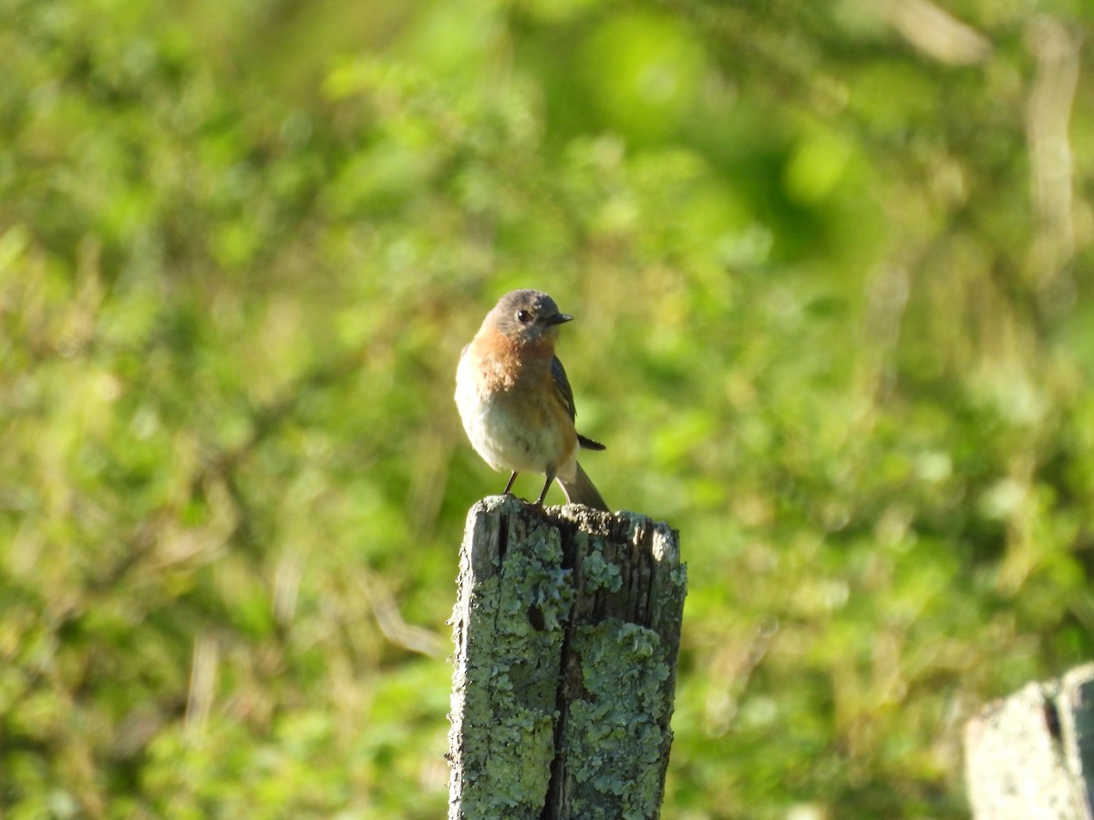 Eastern Bluebird - Rowan Gray