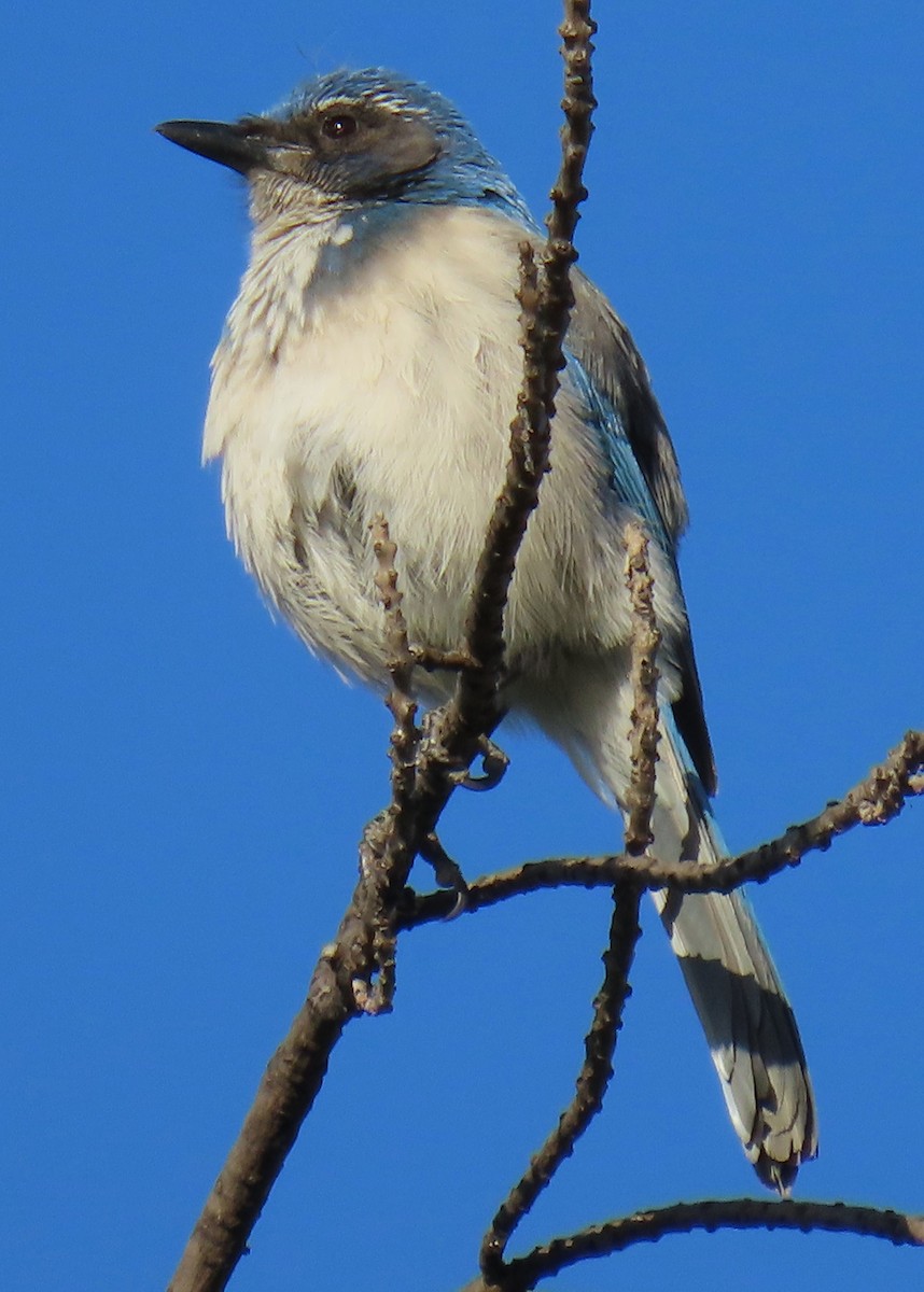 California Scrub-Jay - ML618343773