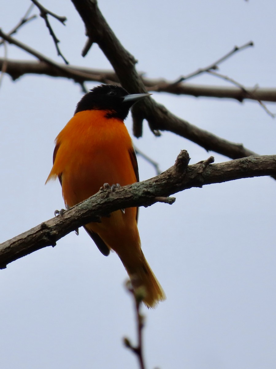 Baltimore Oriole - Marjorie Watson