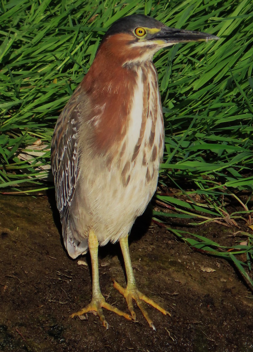 Green Heron - ML618343808