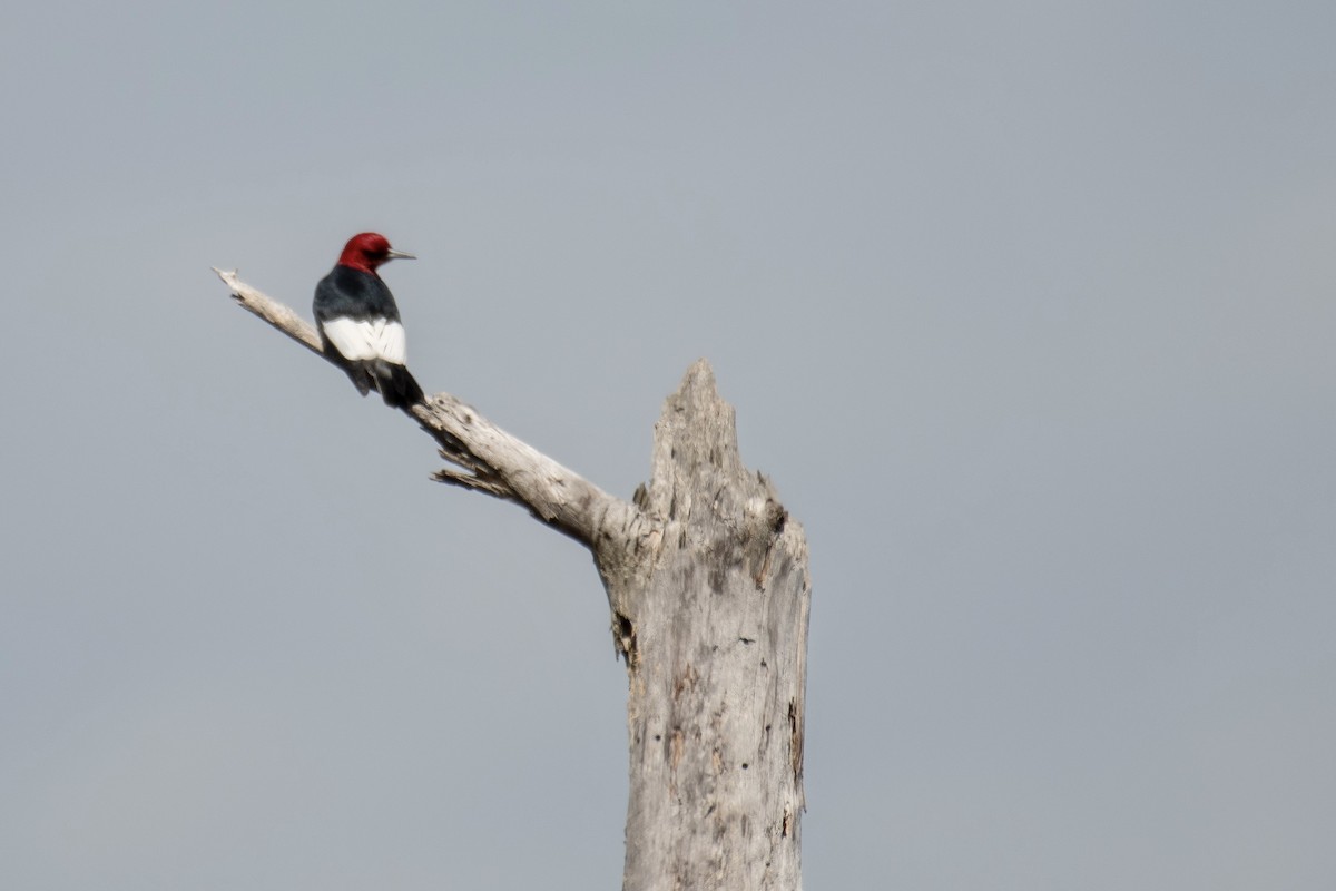 Red-headed Woodpecker - Jay Rand