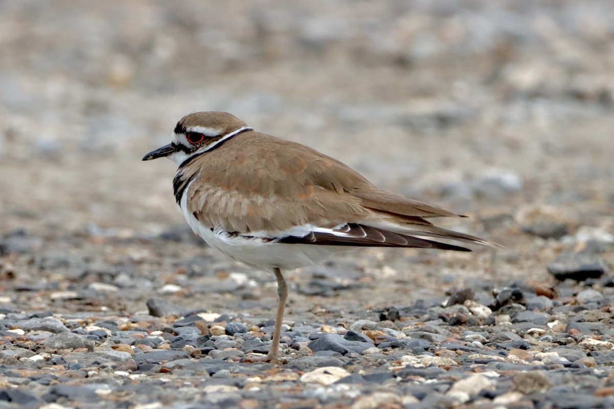 Killdeer - Robbin Mallett