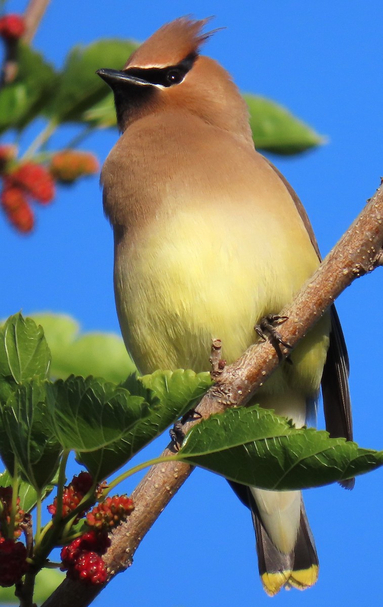 Cedar Waxwing - ML618343895