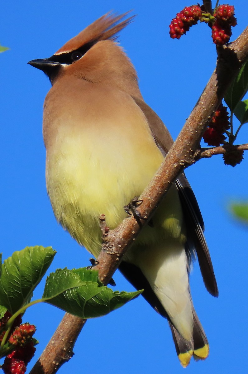 Cedar Waxwing - ML618343899