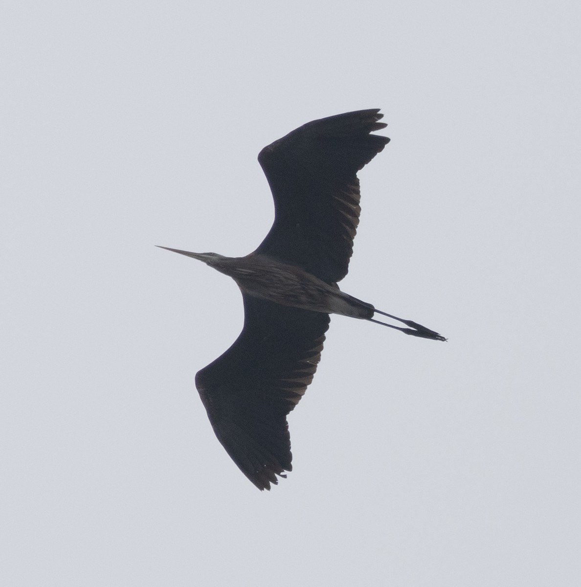 Great Blue Heron (Great Blue) - ML618343914