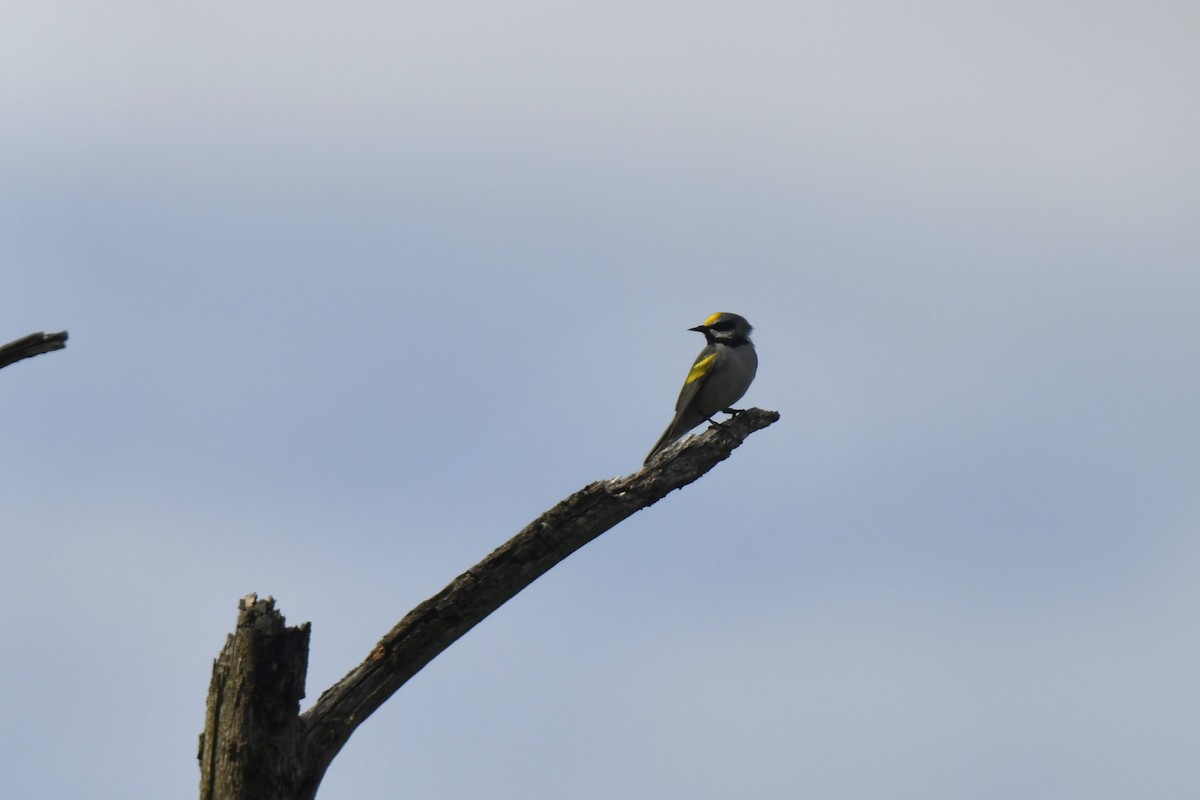 Golden-winged/Blue-winged Warbler - ML618343918