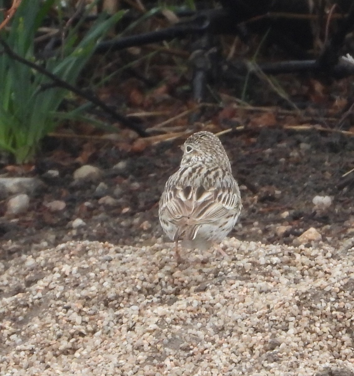 Vesper Sparrow - ML618343921