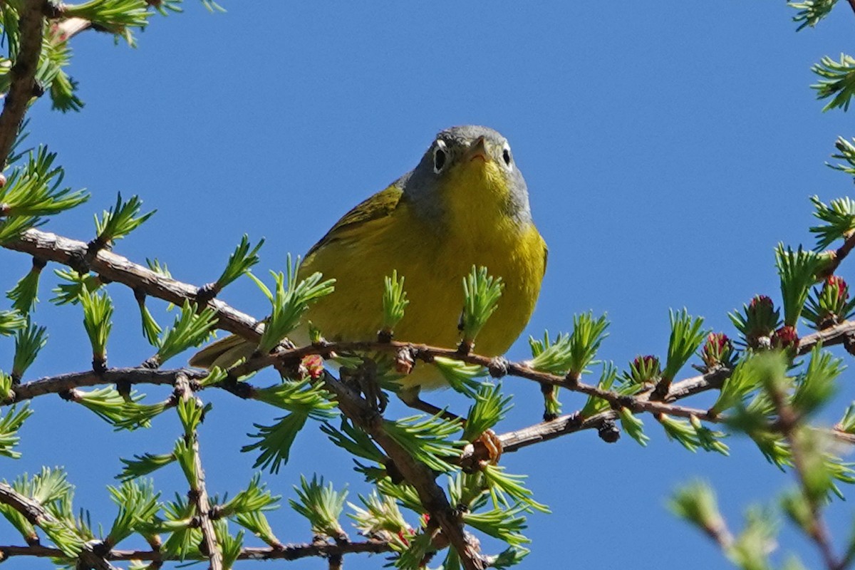 Nashville Warbler - mc coburn