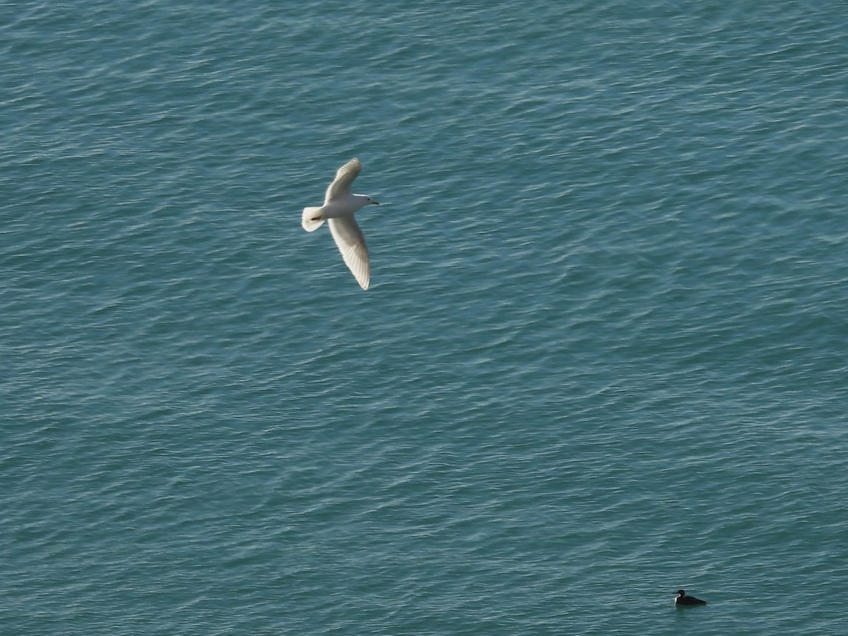 Gaviota Groenlandesa - ML618343968