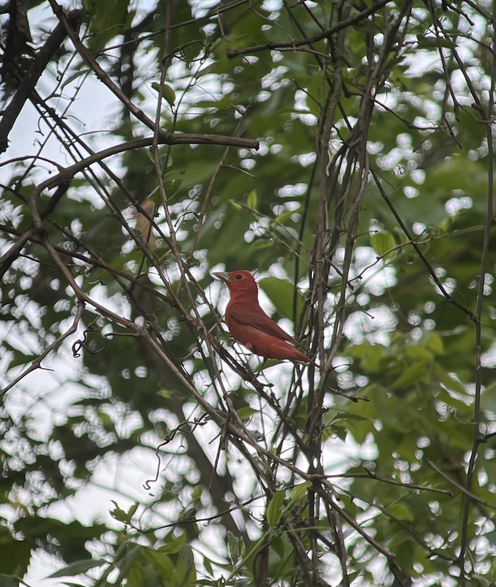 Summer Tanager - ML618343970