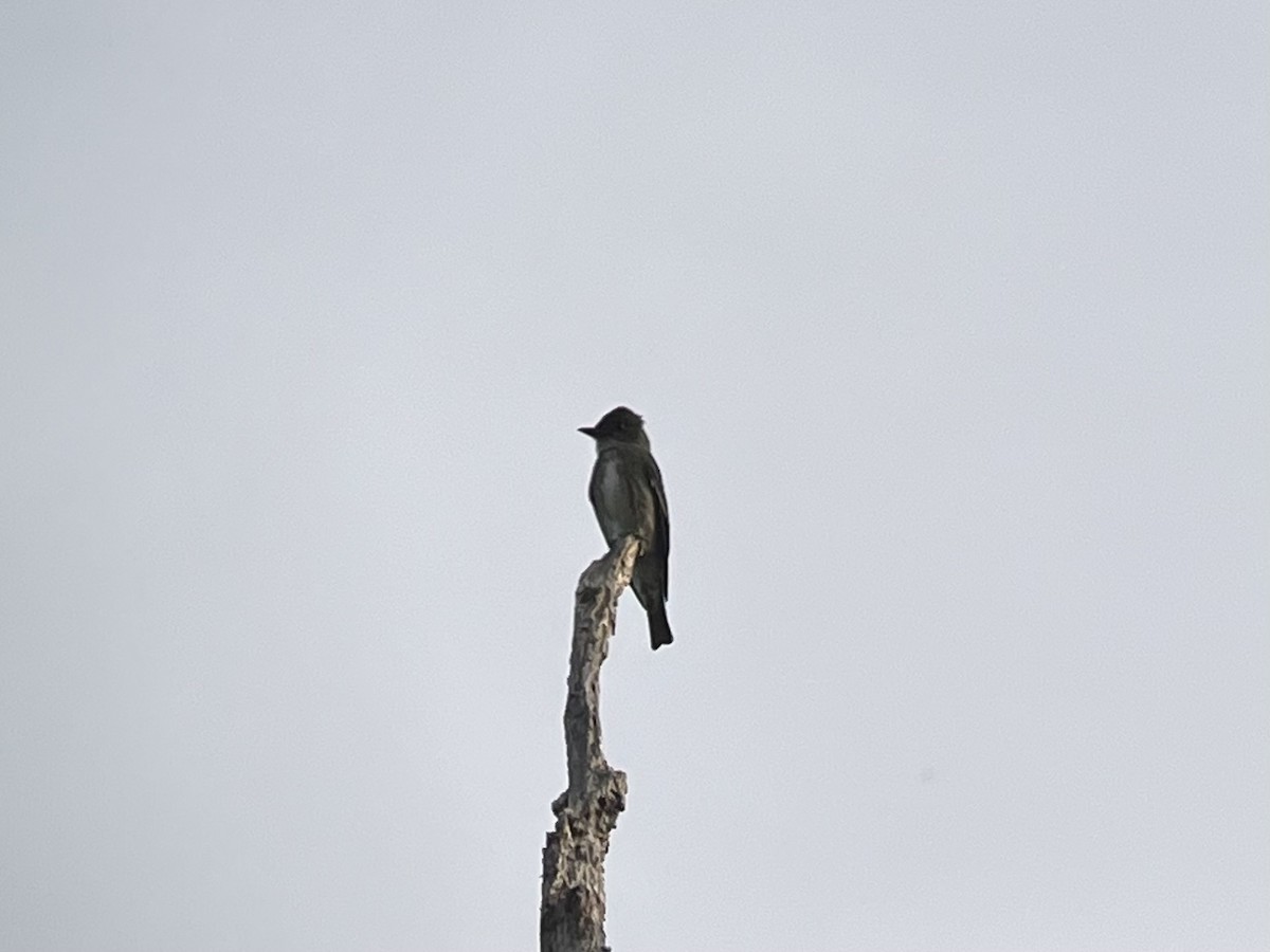 Olive-sided Flycatcher - ML618343997