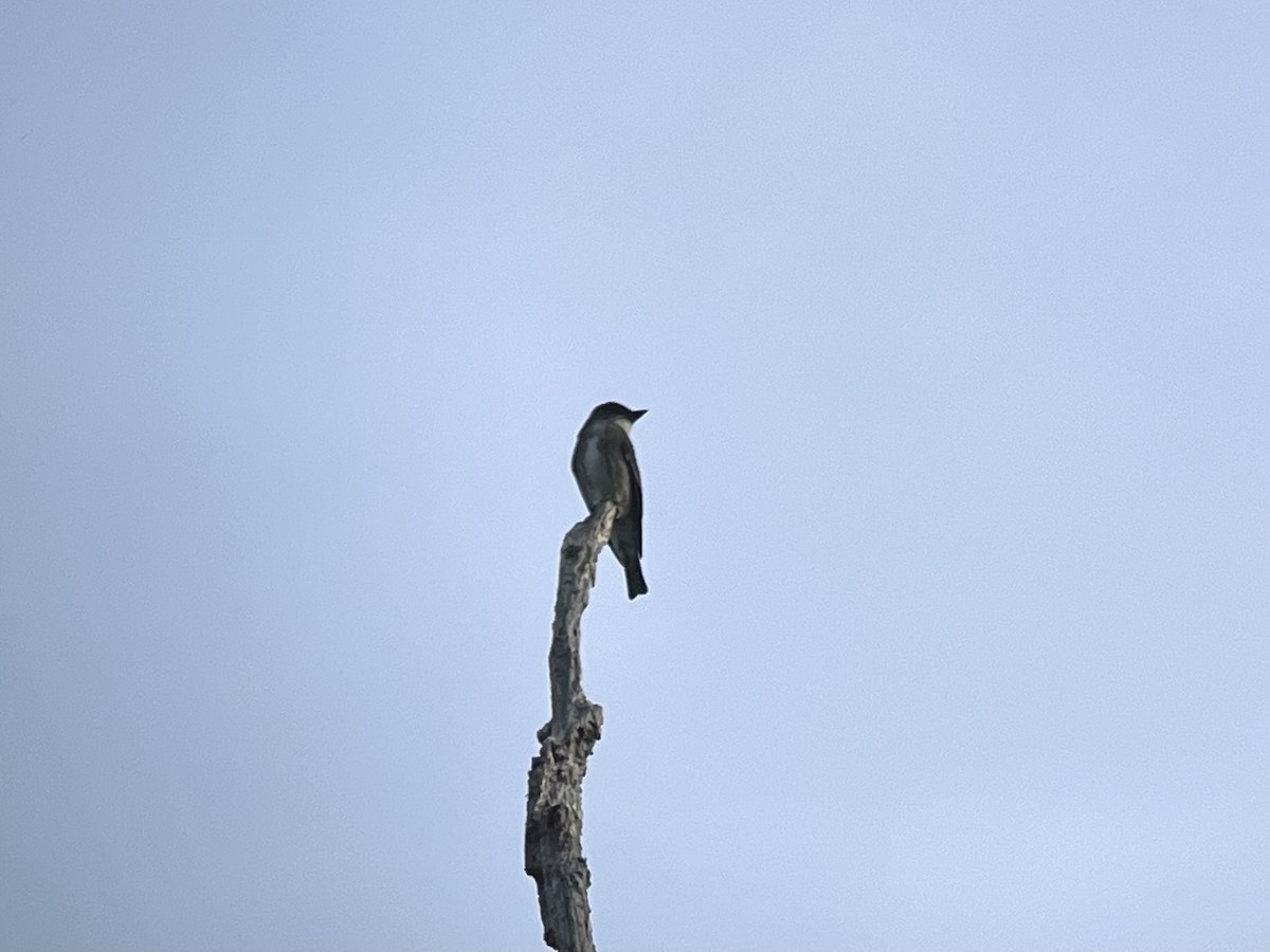 Olive-sided Flycatcher - ML618343998
