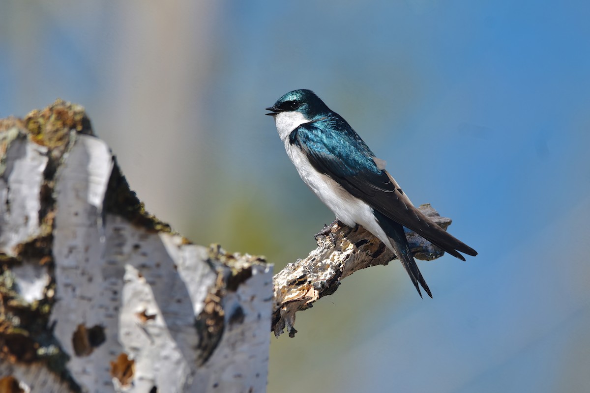 Tree Swallow - Anna Zizak