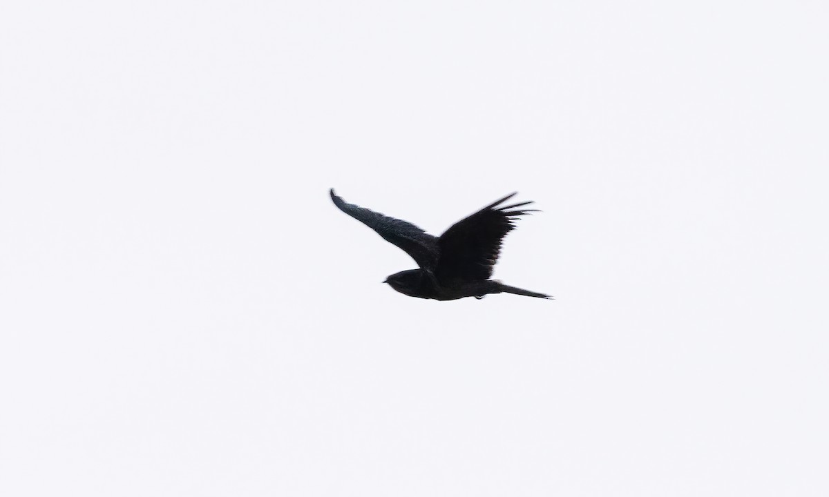 Great Eared-Nightjar - Paul Fenwick