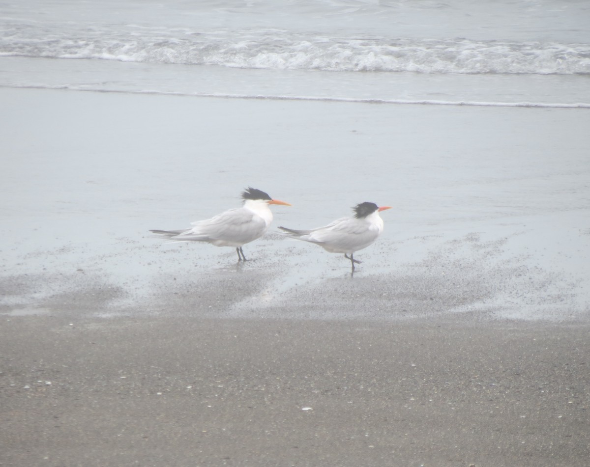 Elegant Tern - ML618344048