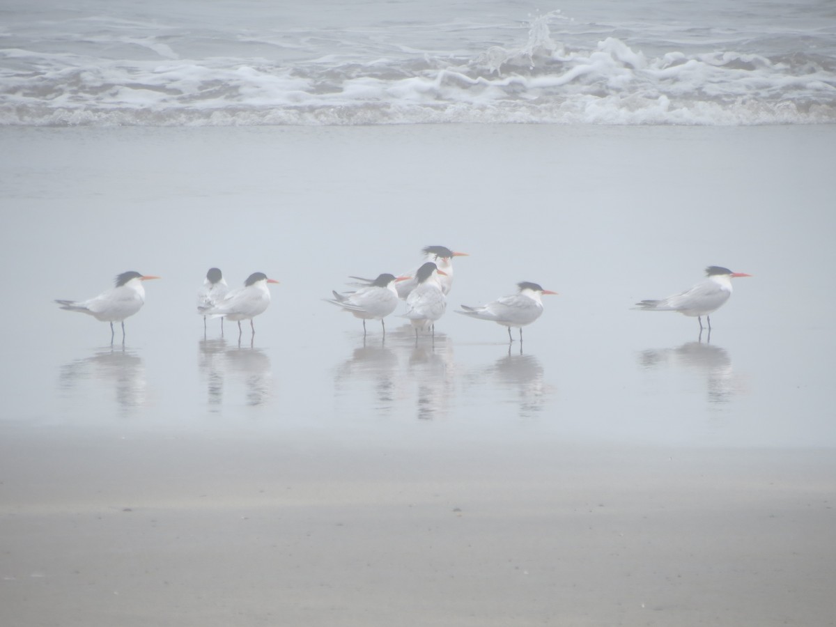 Elegant Tern - ML618344049