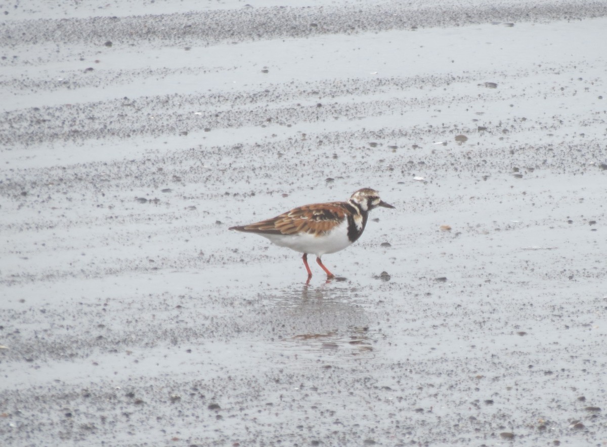 Ruddy Turnstone - ML618344064