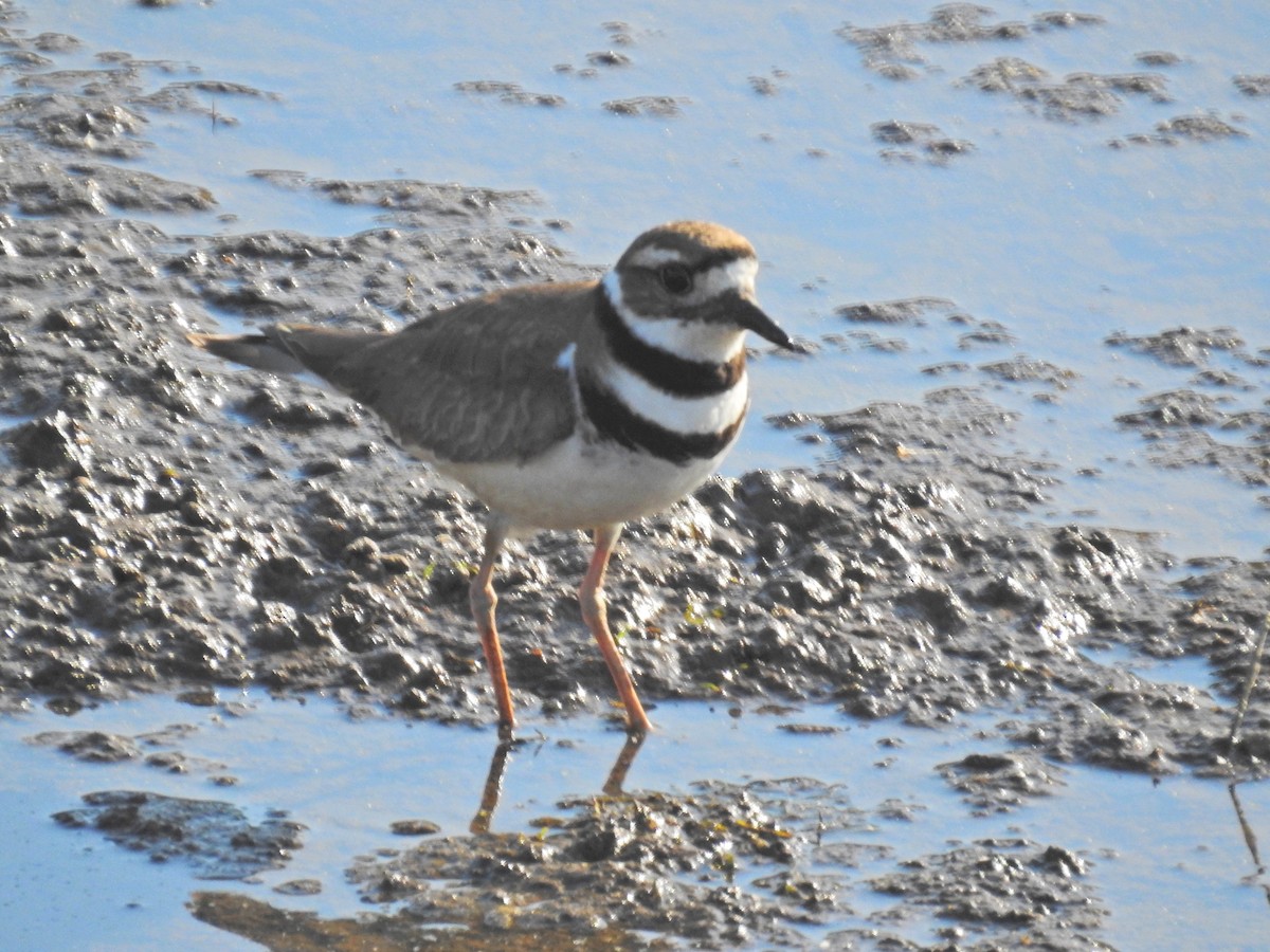 Killdeer - ML618344074