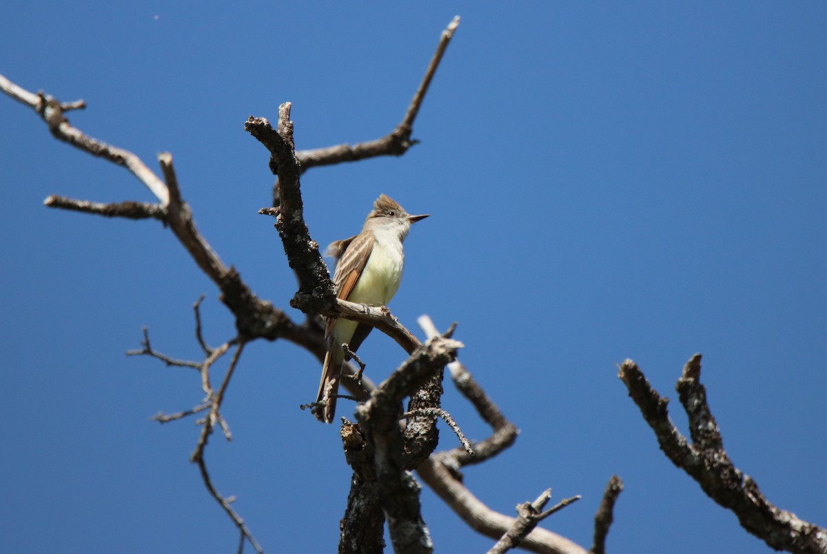 Ash-throated Flycatcher - ML618344080