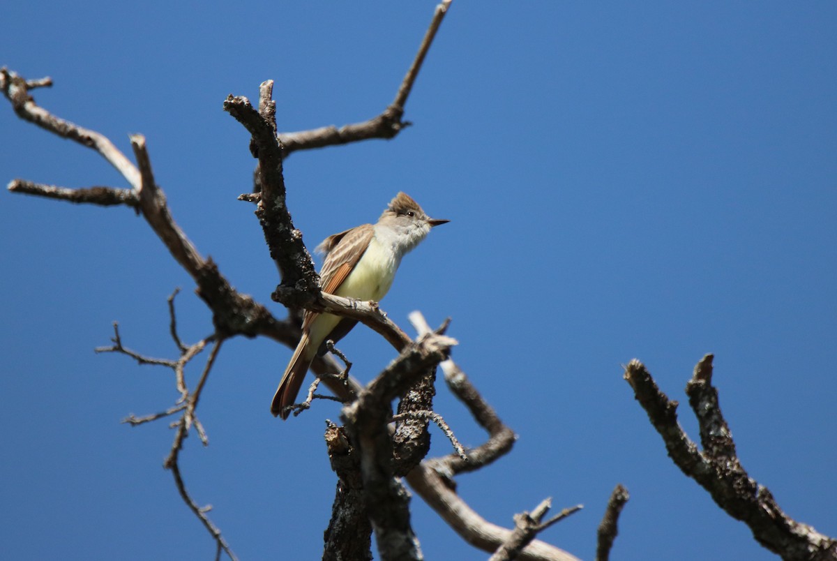 Ash-throated Flycatcher - ML618344081