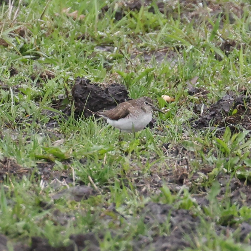 Solitary Sandpiper - ML618344101