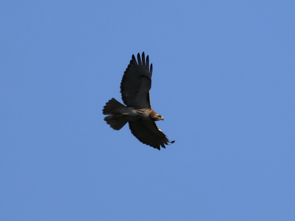 Red-tailed Hawk - Joanne Morrissey