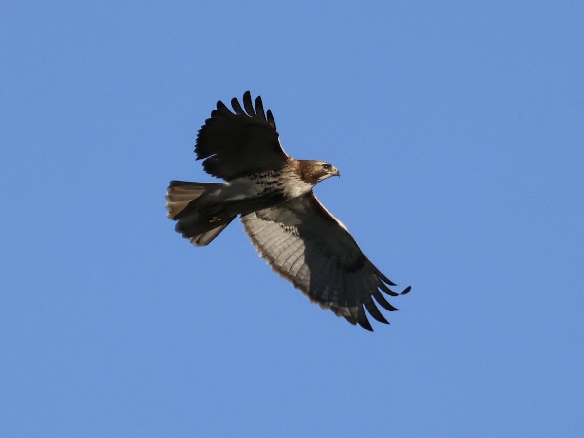 Red-tailed Hawk - Joanne Morrissey