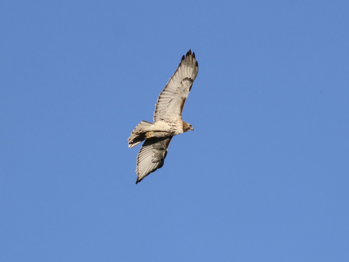 Red-tailed Hawk - Joanne Morrissey