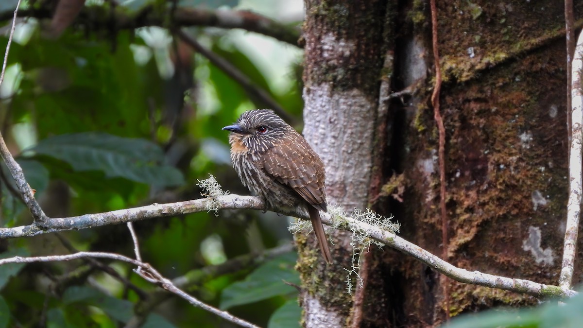 Black-streaked Puffbird - ML618344155