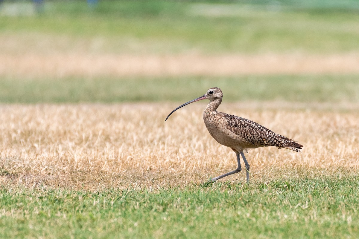 Long-billed Curlew - ML618344172