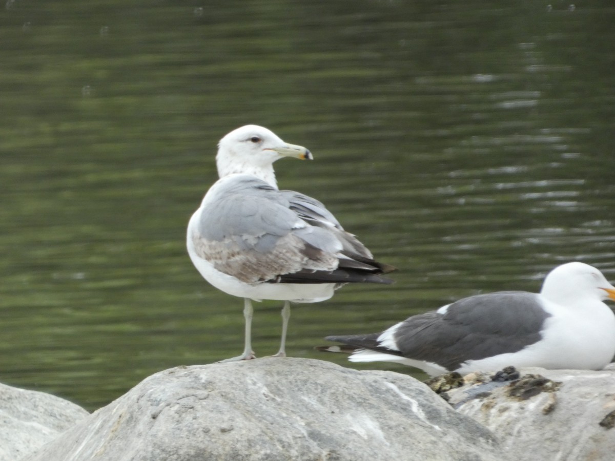 California Gull - ML618344173