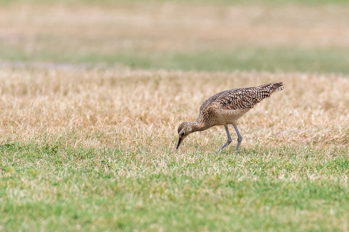 Long-billed Curlew - ML618344174