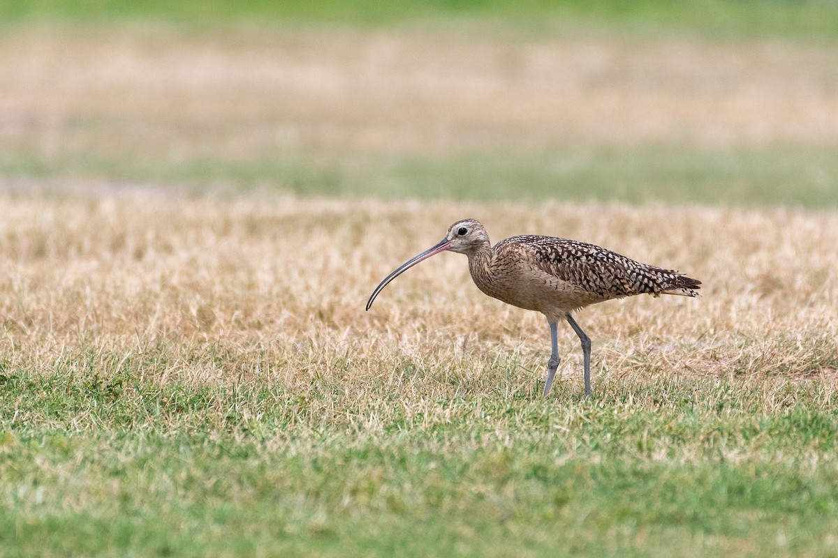Long-billed Curlew - ML618344175