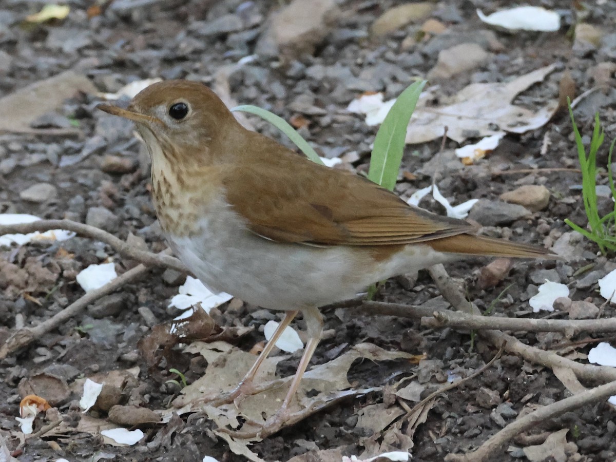 Veery - Joanne Morrissey