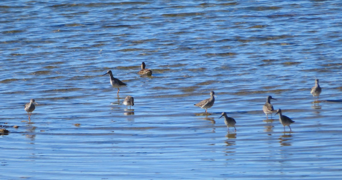 Greater Yellowlegs - ML618344209