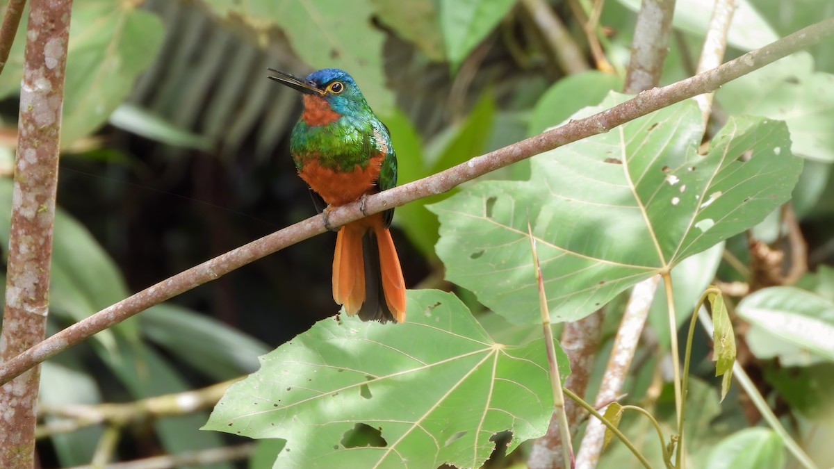 Coppery-chested Jacamar - ML618344236