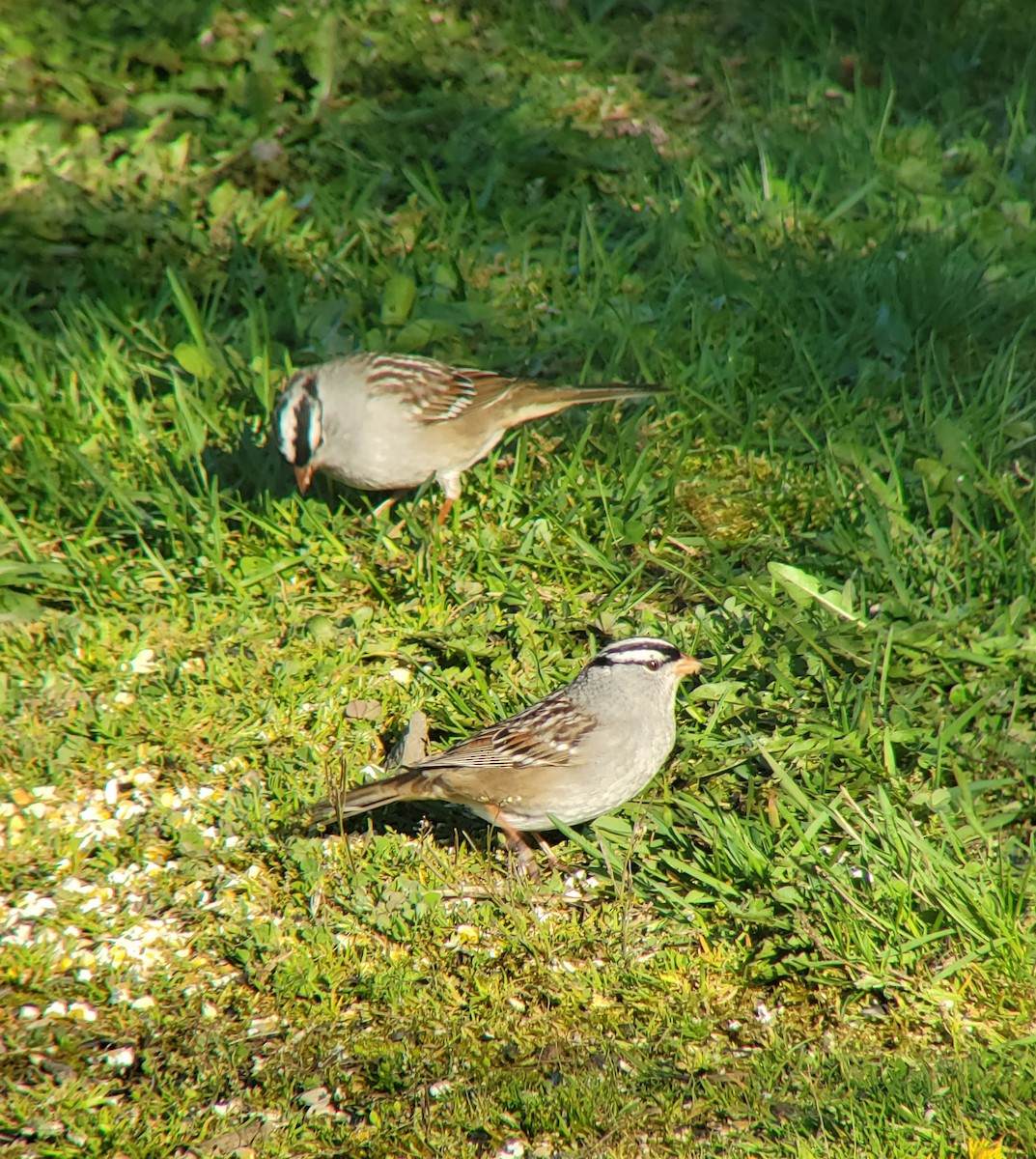 White-crowned Sparrow - ML618344245