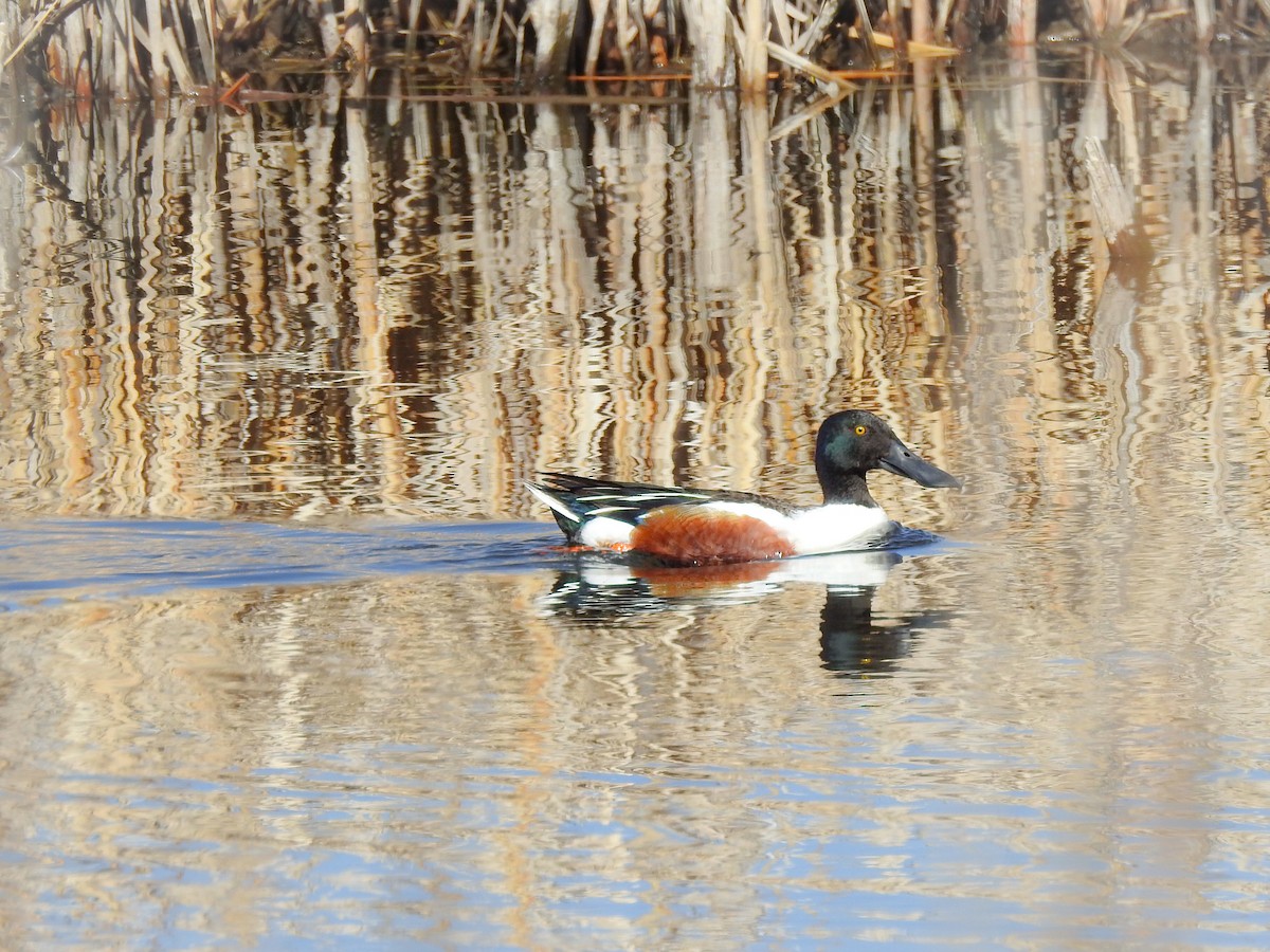 Northern Shoveler - ML618344271