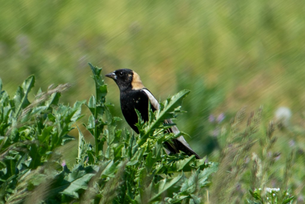 Bobolink - Yixiao Liu