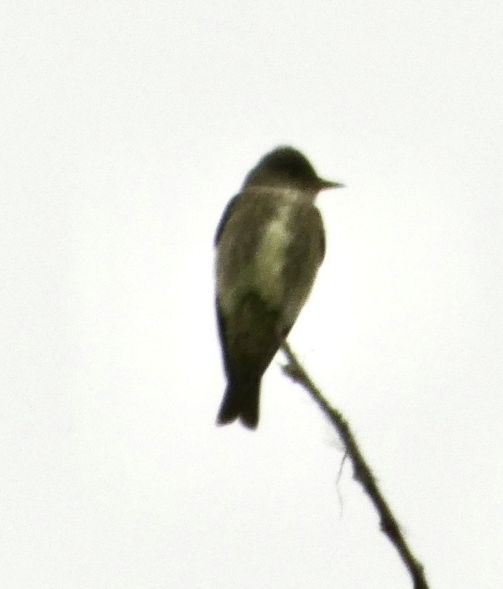 Olive-sided Flycatcher - ML618344282