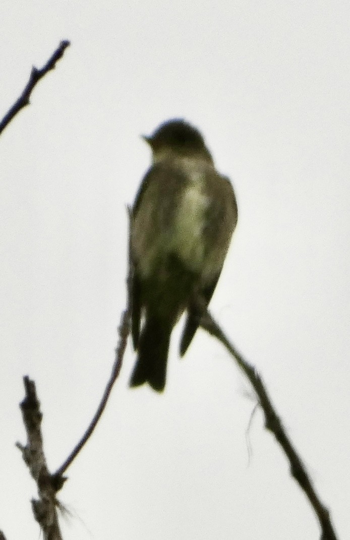 Olive-sided Flycatcher - ML618344283