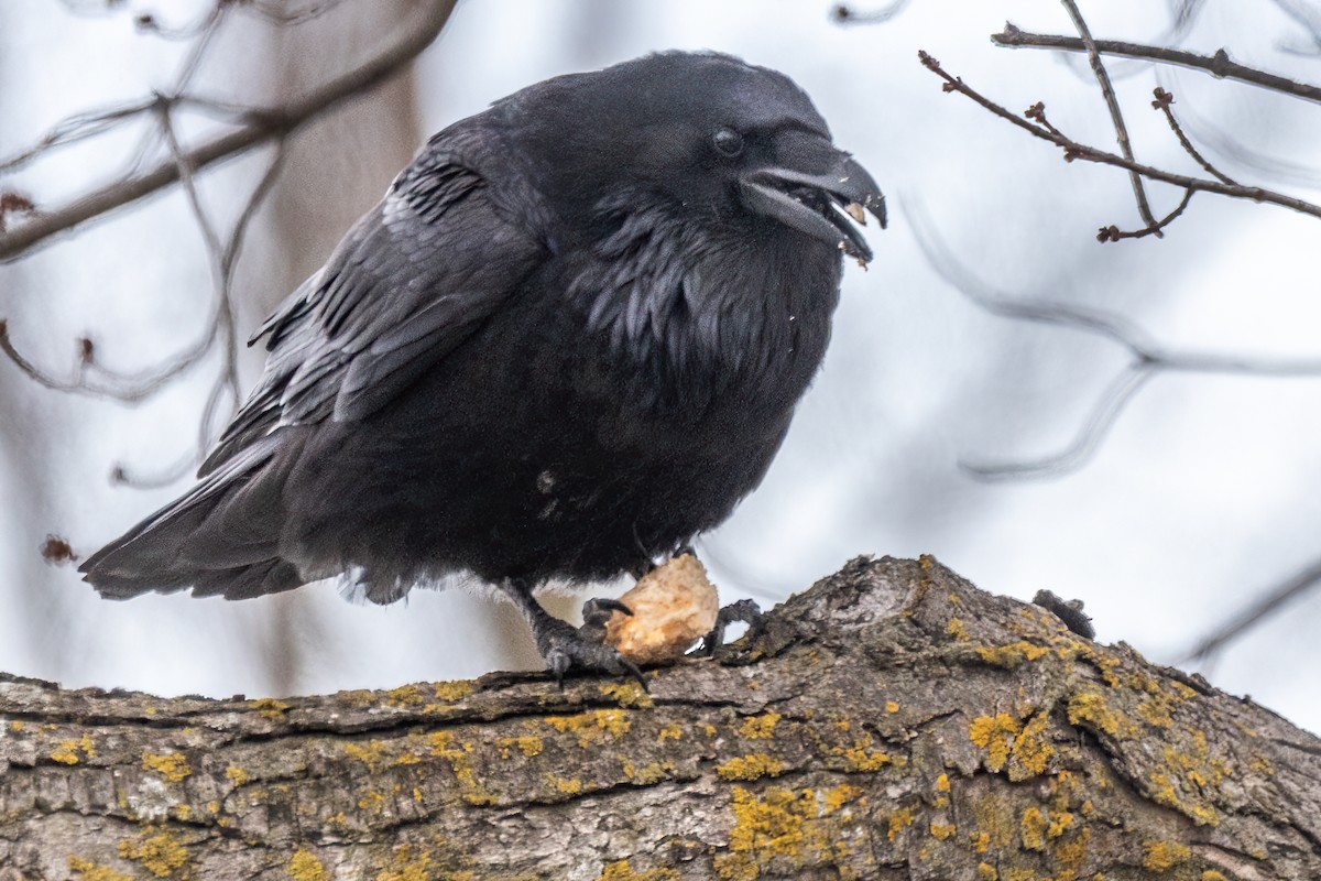 Хон хэрээ - ML618344298