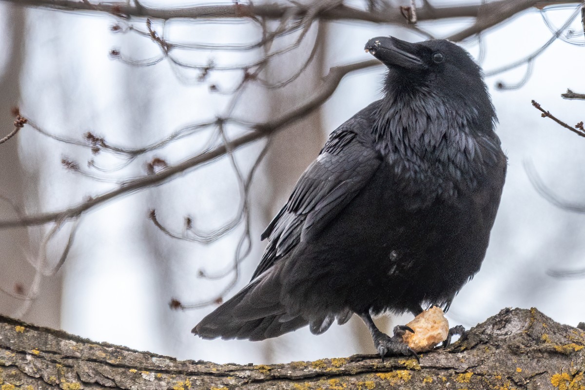 Хон хэрээ - ML618344299