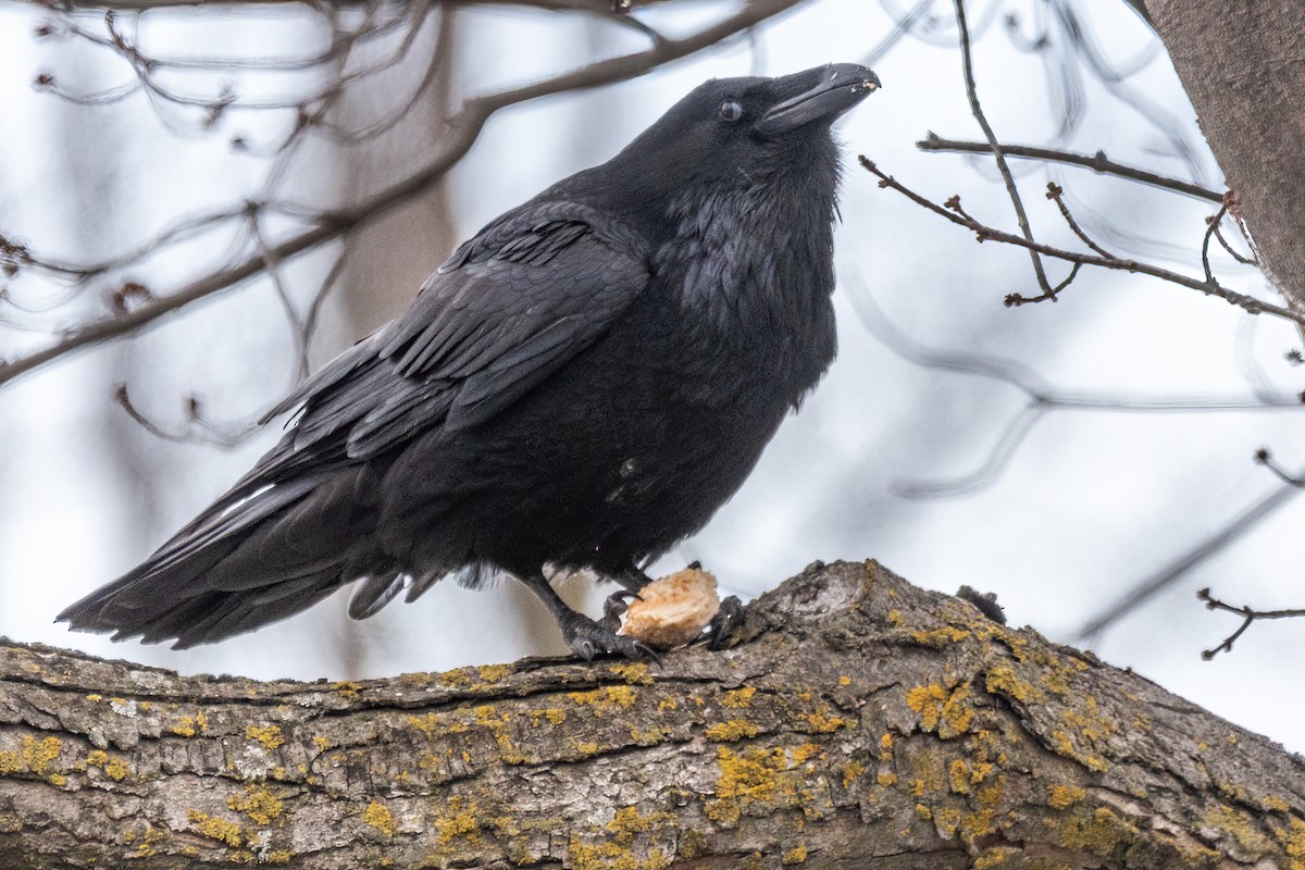 Хон хэрээ - ML618344300