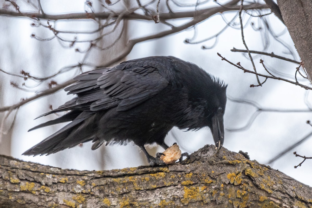 Хон хэрээ - ML618344301