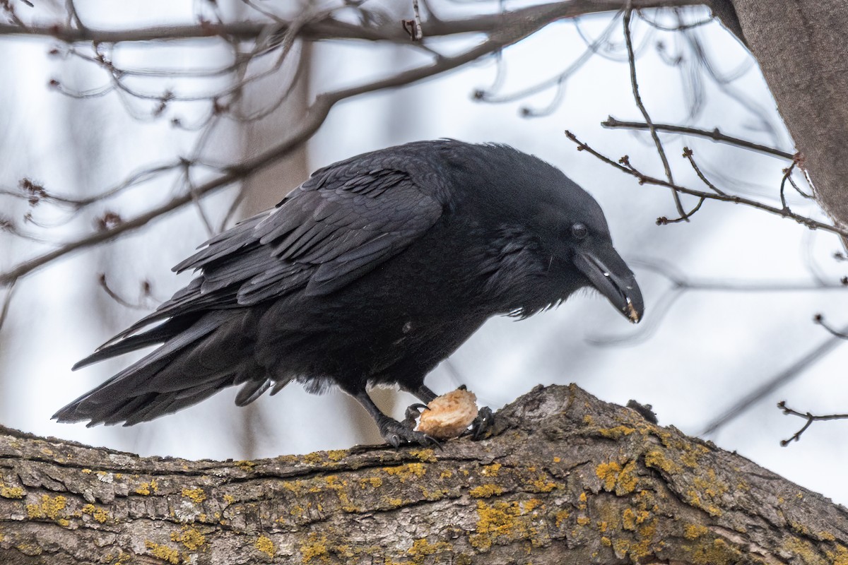 Хон хэрээ - ML618344302