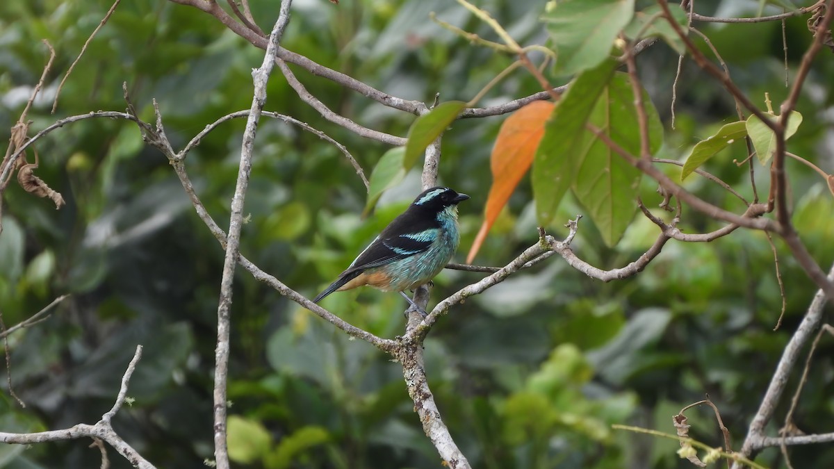 Blue-browed Tanager - Jorge Muñoz García   CAQUETA BIRDING