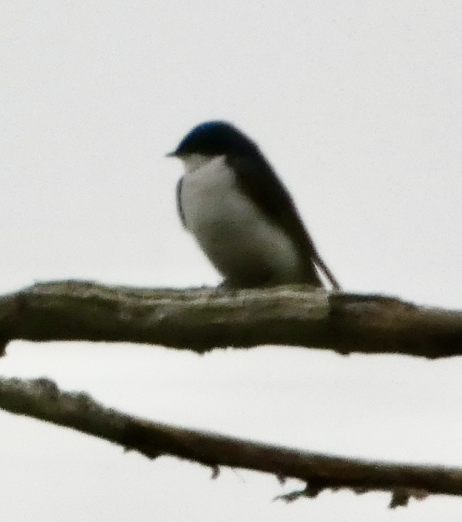 Tree Swallow - ML618344339